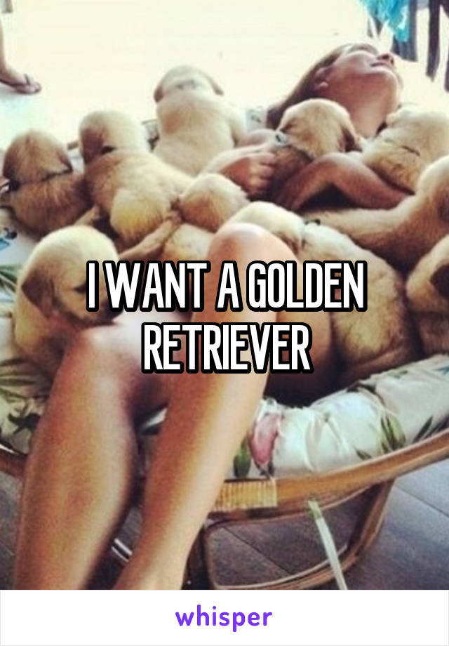 I WANT A GOLDEN RETRIEVER