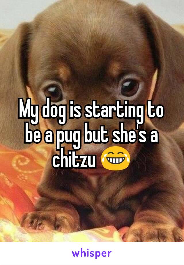 My dog is starting to be a pug but she's a chitzu 😂
