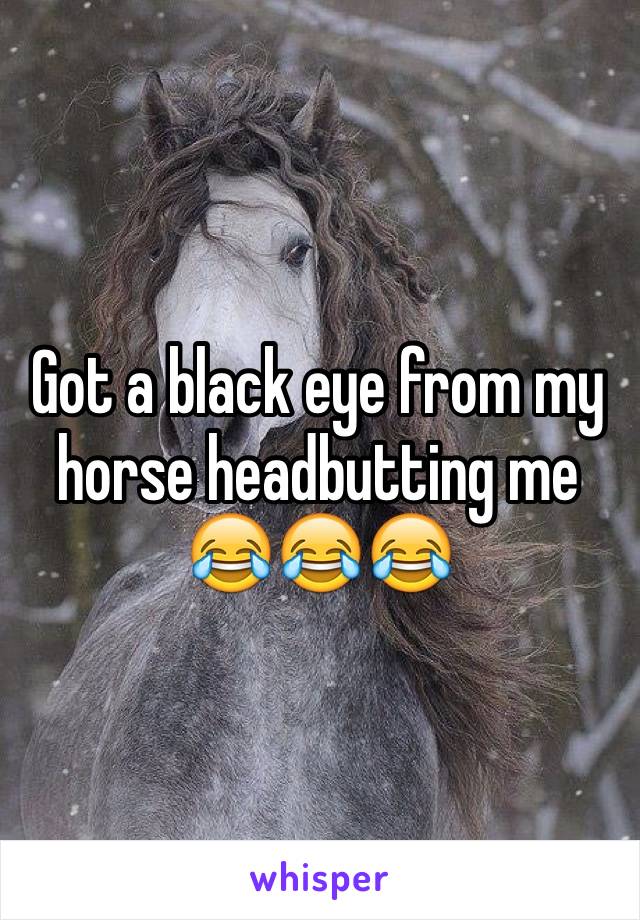 Got a black eye from my horse headbutting me 😂😂😂