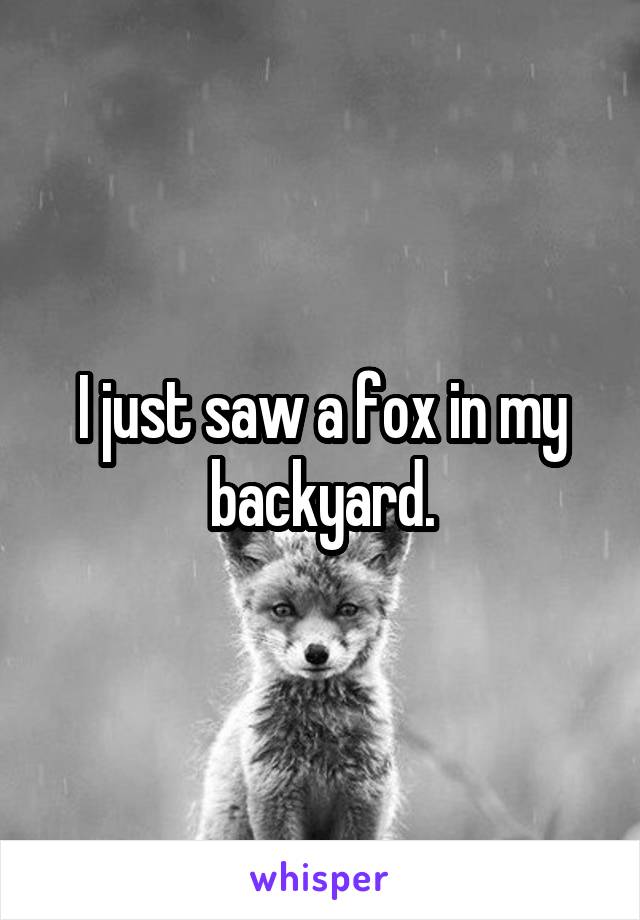 I just saw a fox in my backyard.