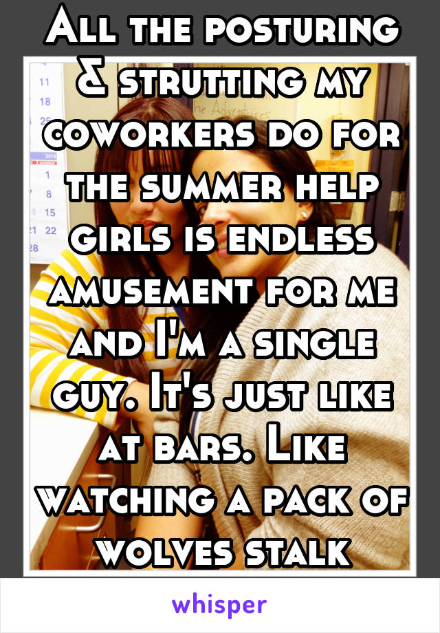 All the posturing & strutting my coworkers do for the summer help girls is endless amusement for me and I'm a single guy. It's just like at bars. Like watching a pack of wolves stalk prey...