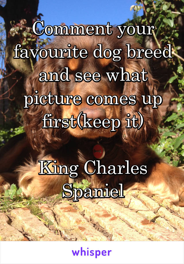 Comment your favourite dog breed and see what picture comes up first(keep it)

King Charles Spaniel


