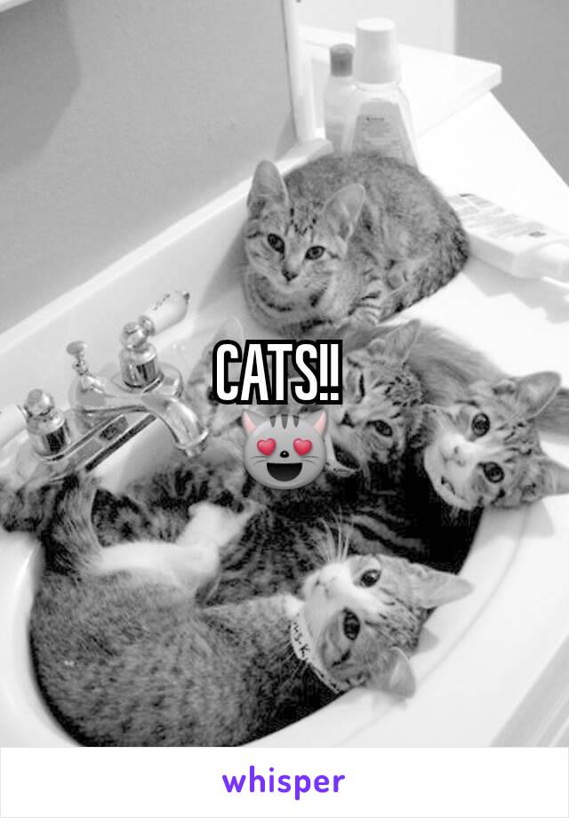 CATS!! 
😻