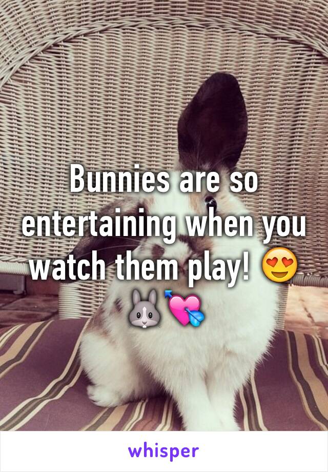 Bunnies are so entertaining when you watch them play! 😍🐰💘