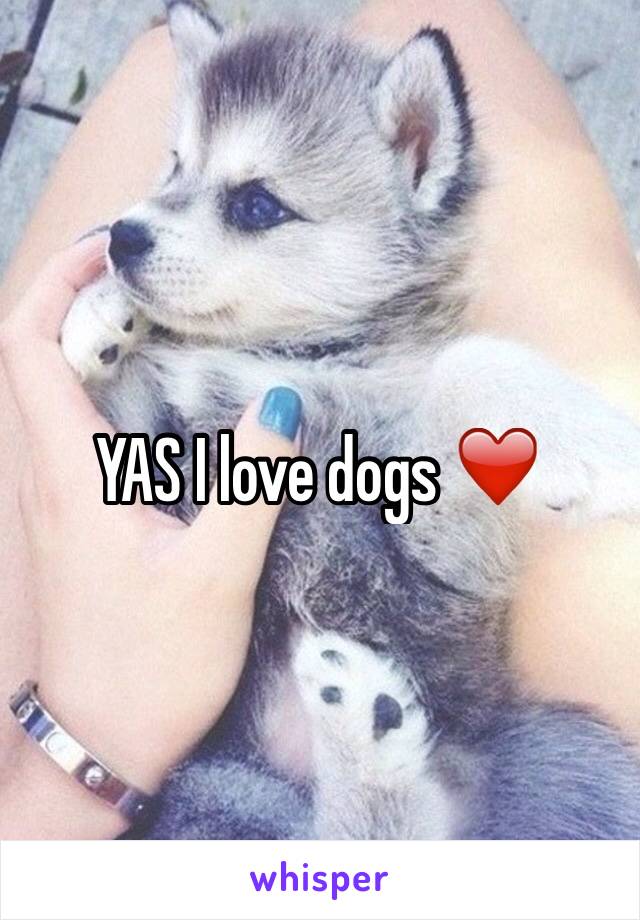 YAS I love dogs ❤️