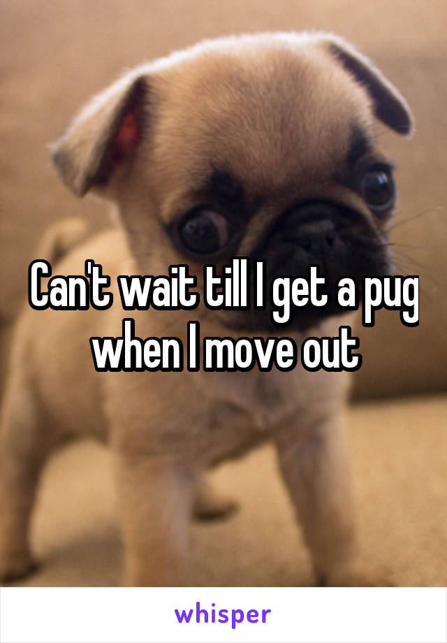 Can't wait till I get a pug when I move out