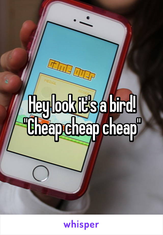Hey look it's a bird! "Cheap cheap cheap"