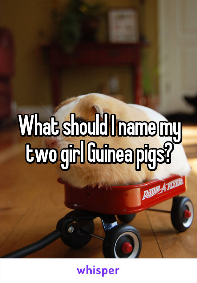 What should I name my two girl Guinea pigs?