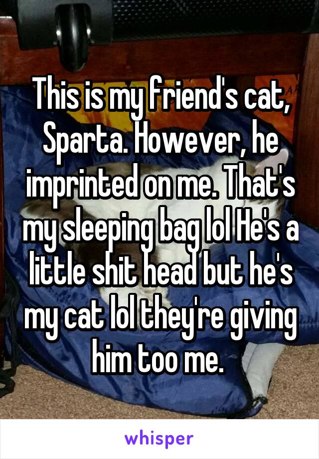 This is my friend's cat, Sparta. However, he imprinted on me. That's my sleeping bag lol He's a little shit head but he's my cat lol they're giving him too me. 