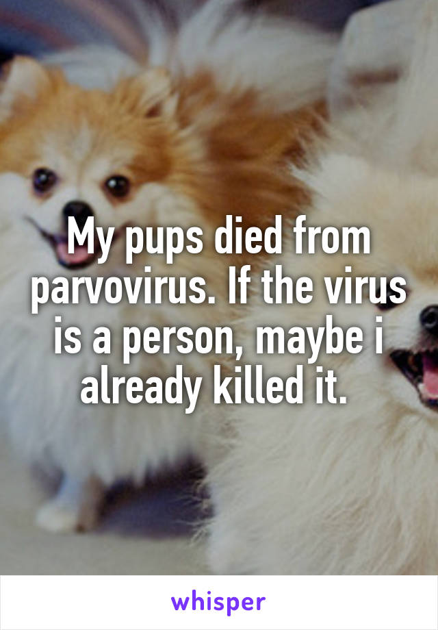 My pups died from parvovirus. If the virus is a person, maybe i already killed it. 