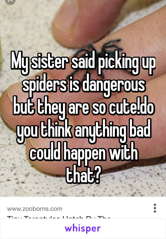 My sister said picking up spiders is dangerous but they are so cute!do you think anything bad could happen with that?