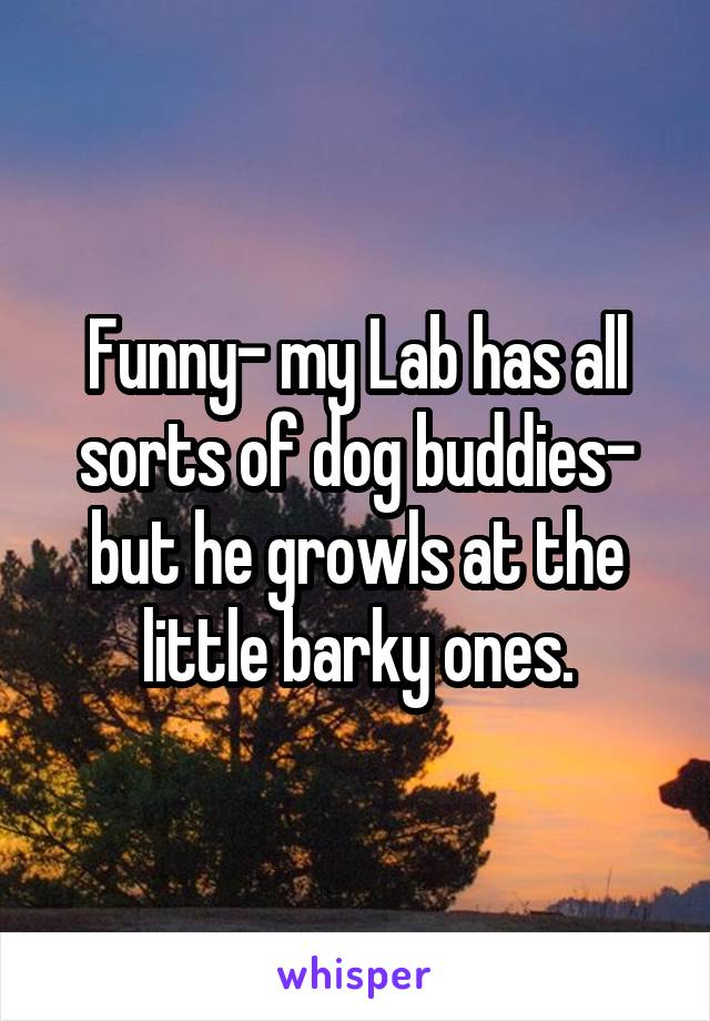 Funny- my Lab has all sorts of dog buddies- but he growls at the little barky ones.