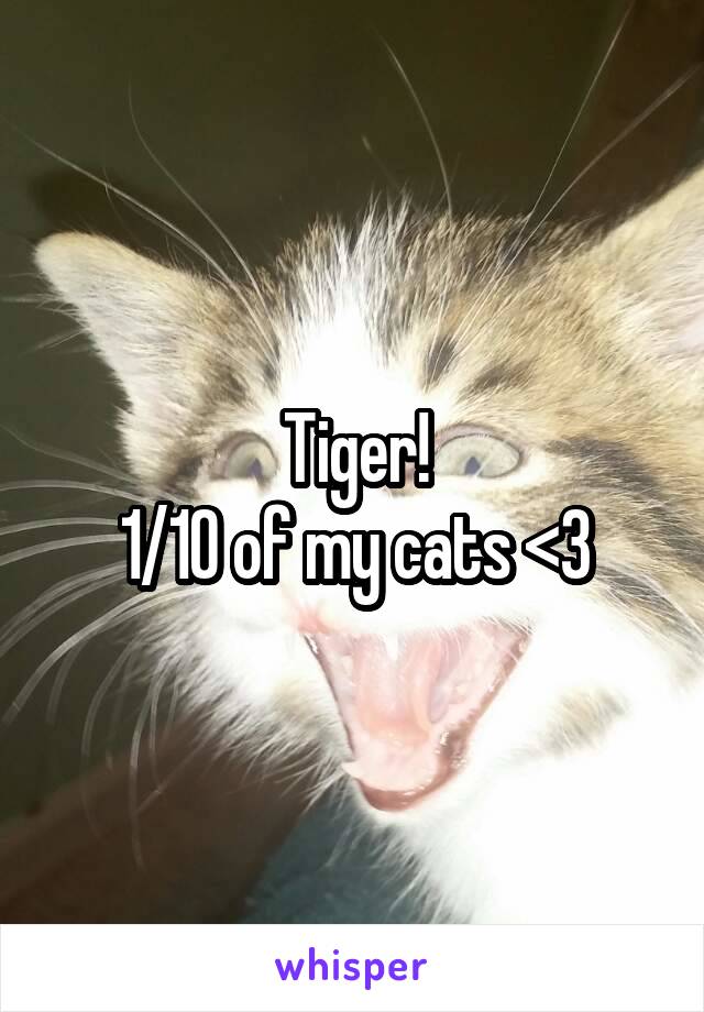 Tiger!
1/10 of my cats <3
