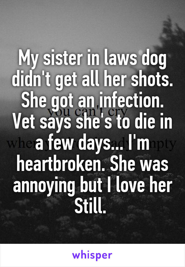 My sister in laws dog didn't get all her shots. She got an infection. Vet says she's to die in a few days... I'm heartbroken. She was annoying but I love her Still. 