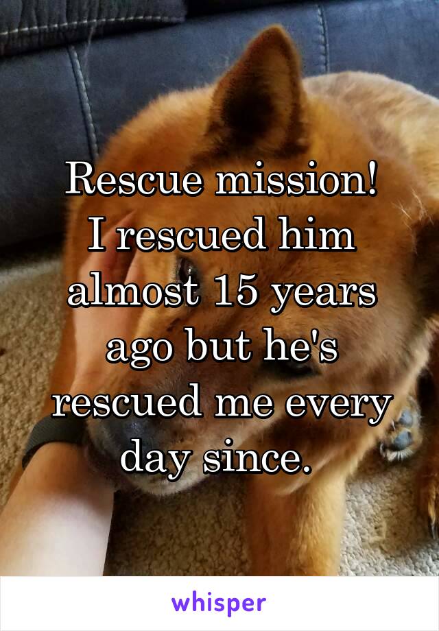 Rescue mission!
I rescued him almost 15 years ago but he's rescued me every day since. 