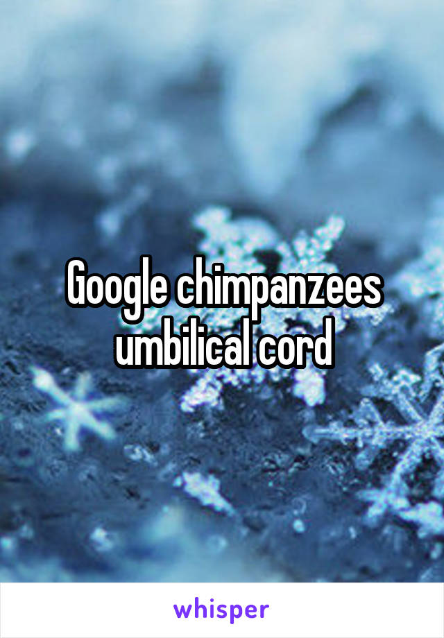 Google chimpanzees umbilical cord
