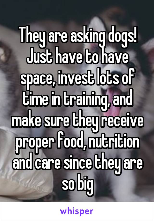 They are asking dogs! Just have to have space, invest lots of time in training, and make sure they receive proper food, nutrition and care since they are so big