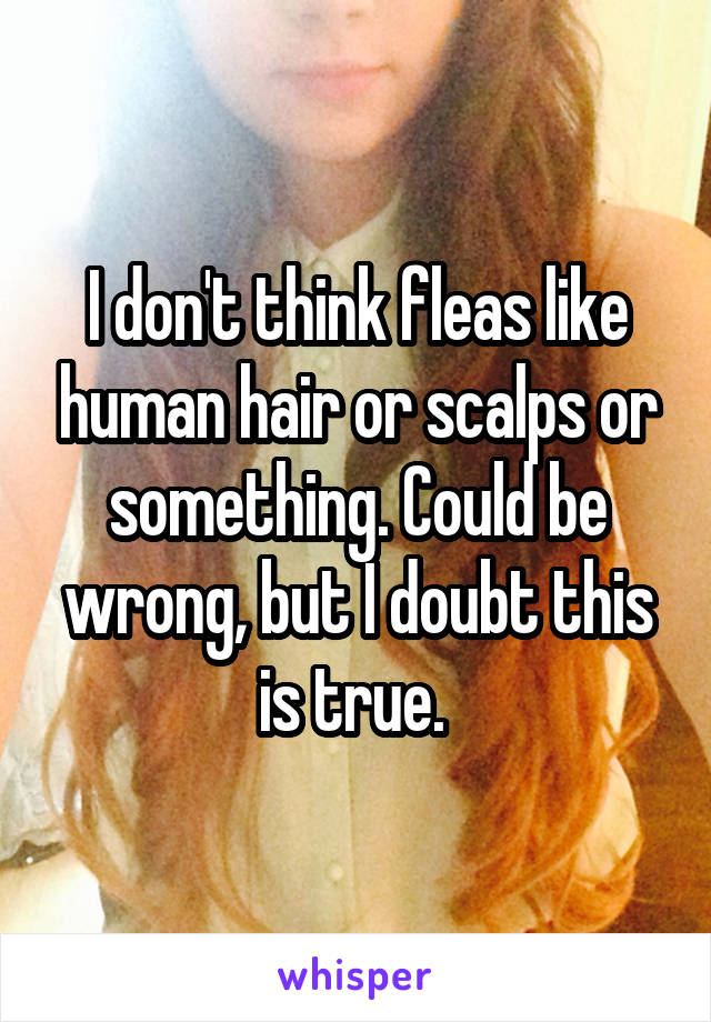 I don't think fleas like human hair or scalps or something. Could be wrong, but I doubt this is true. 