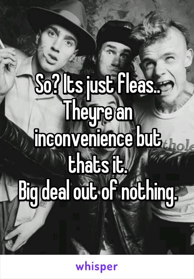 So? Its just fleas..
Theyre an inconvenience but thats it.
Big deal out of nothing.