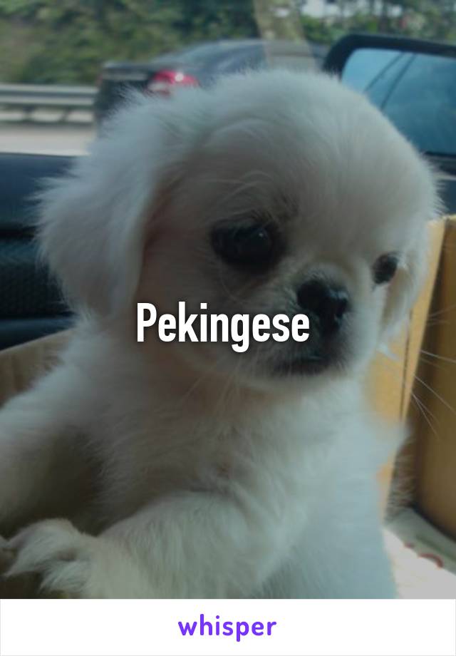 Pekingese 