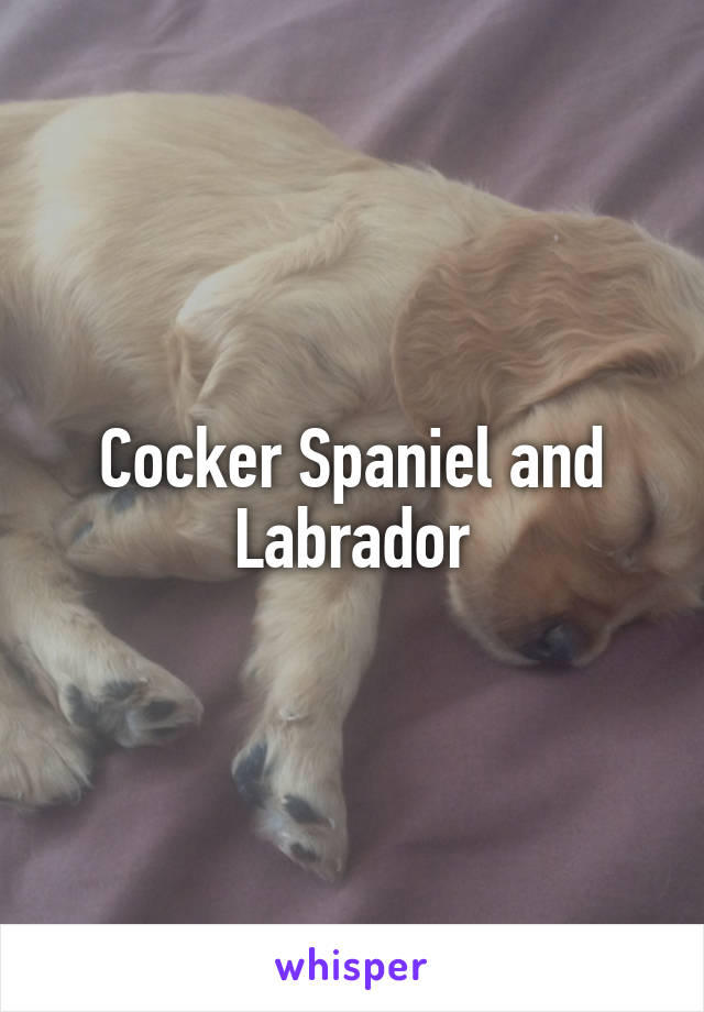 Cocker Spaniel and Labrador