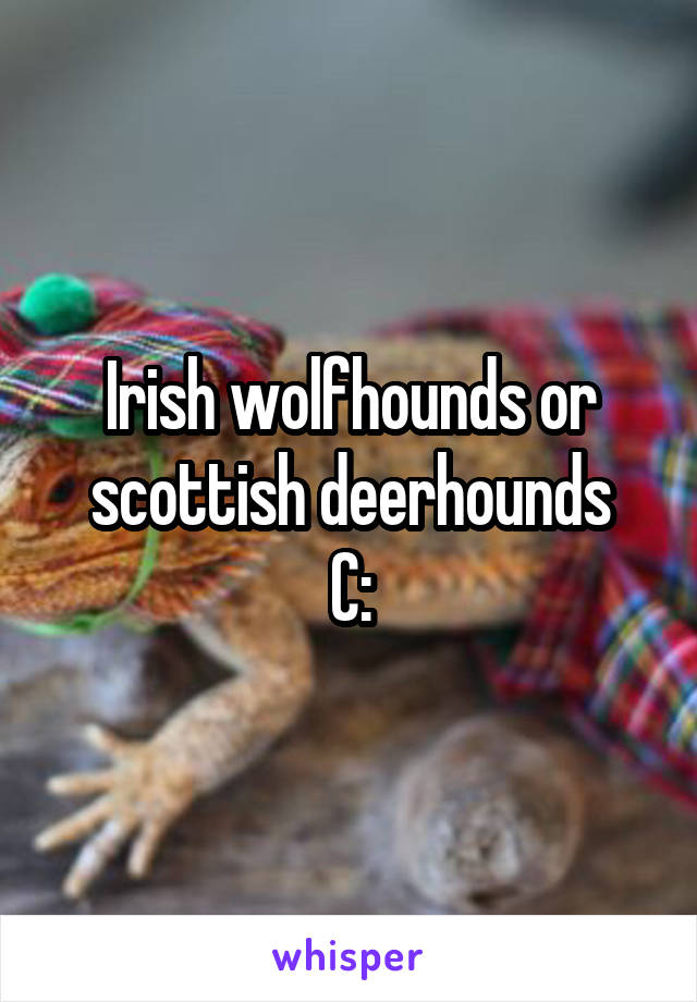 Irish wolfhounds or scottish deerhounds
C: