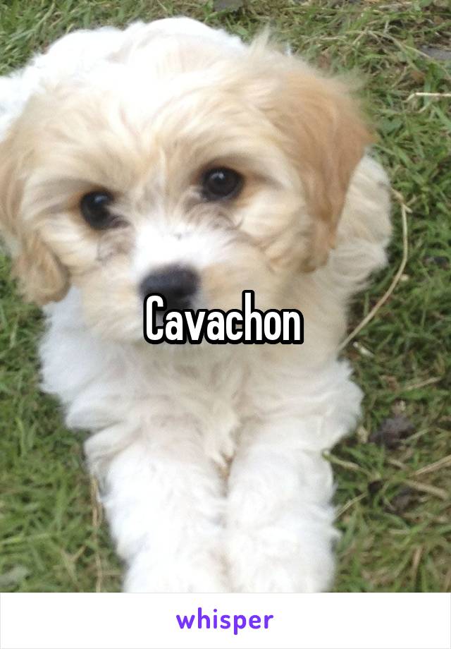 Cavachon 