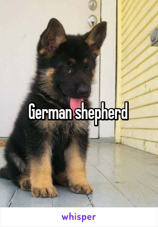 German shepherd 