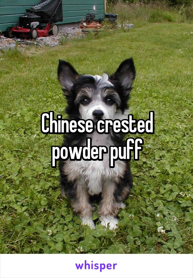 Chinese crested powder puff