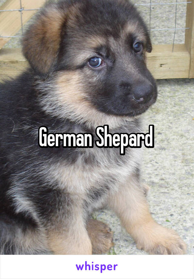 German Shepard 