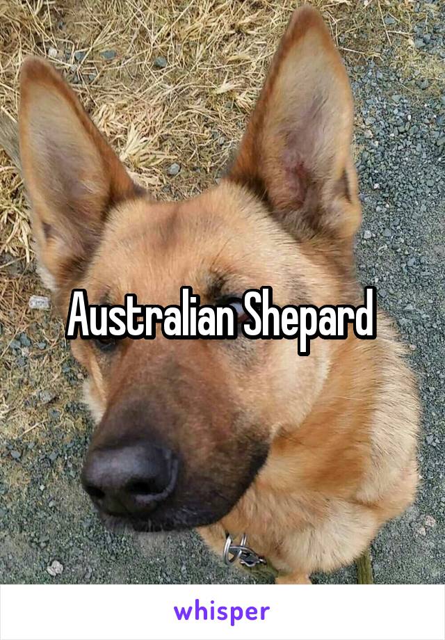 Australian Shepard 