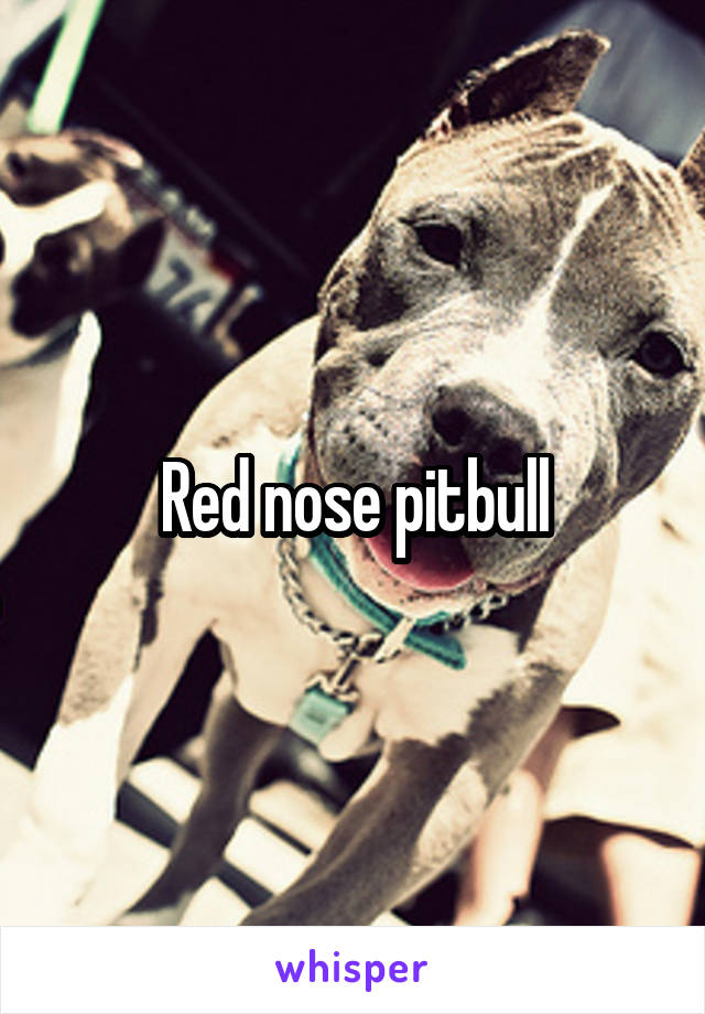 Red nose pitbull