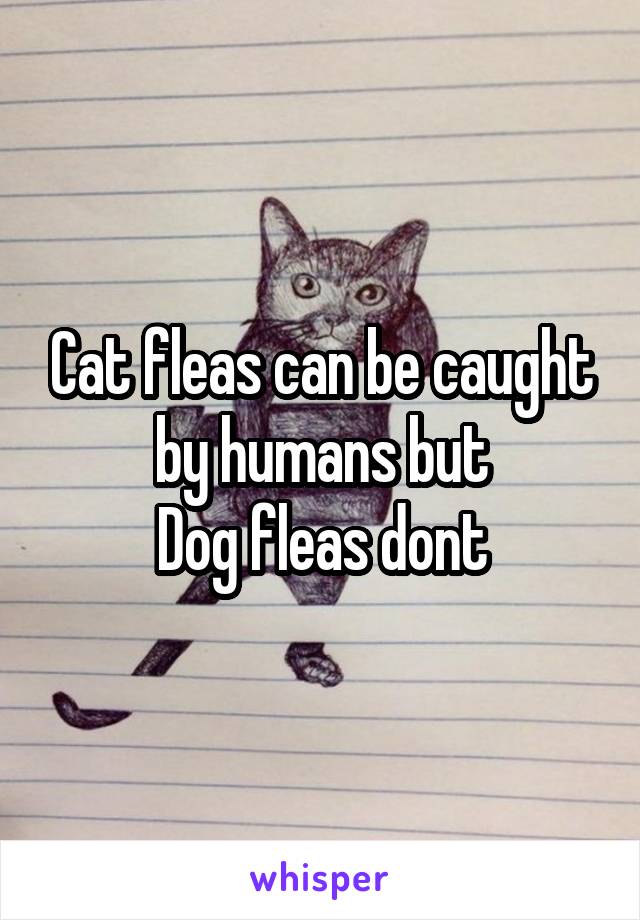 Cat fleas can be caught by humans but
Dog fleas dont