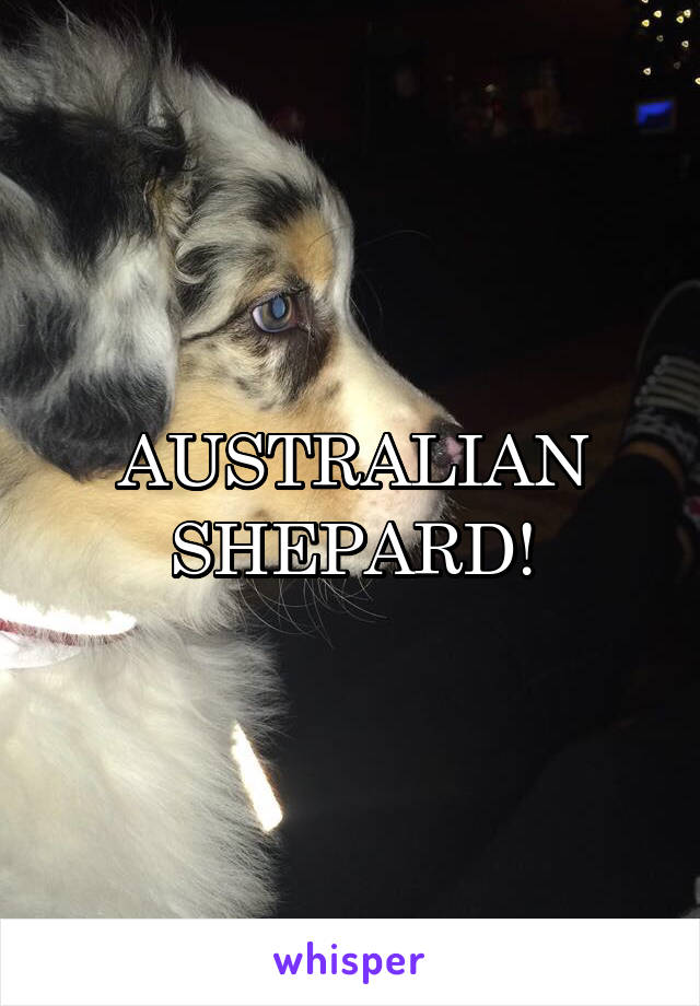 AUSTRALIAN SHEPARD!