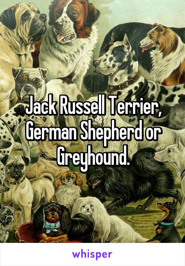 Jack Russell Terrier, German Shepherd or Greyhound.