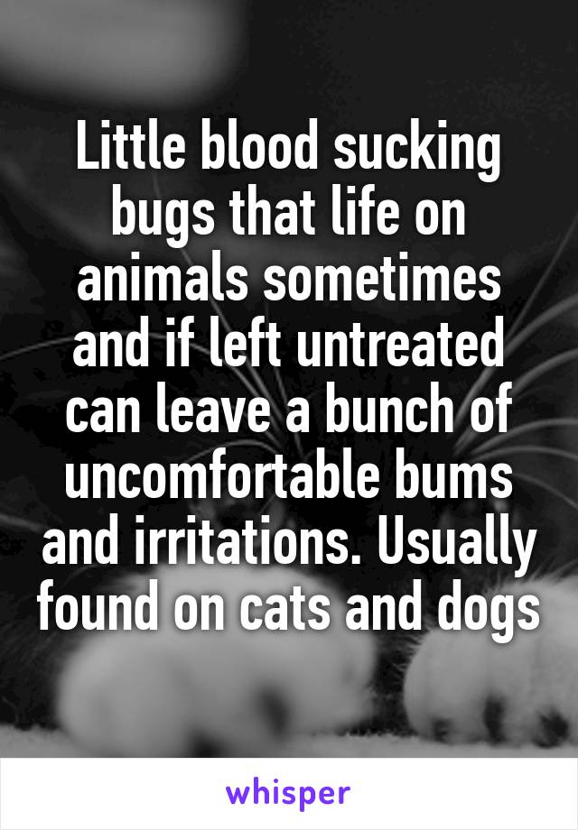 Little blood sucking bugs that life on animals sometimes and if left untreated can leave a bunch of uncomfortable bums and irritations. Usually found on cats and dogs 