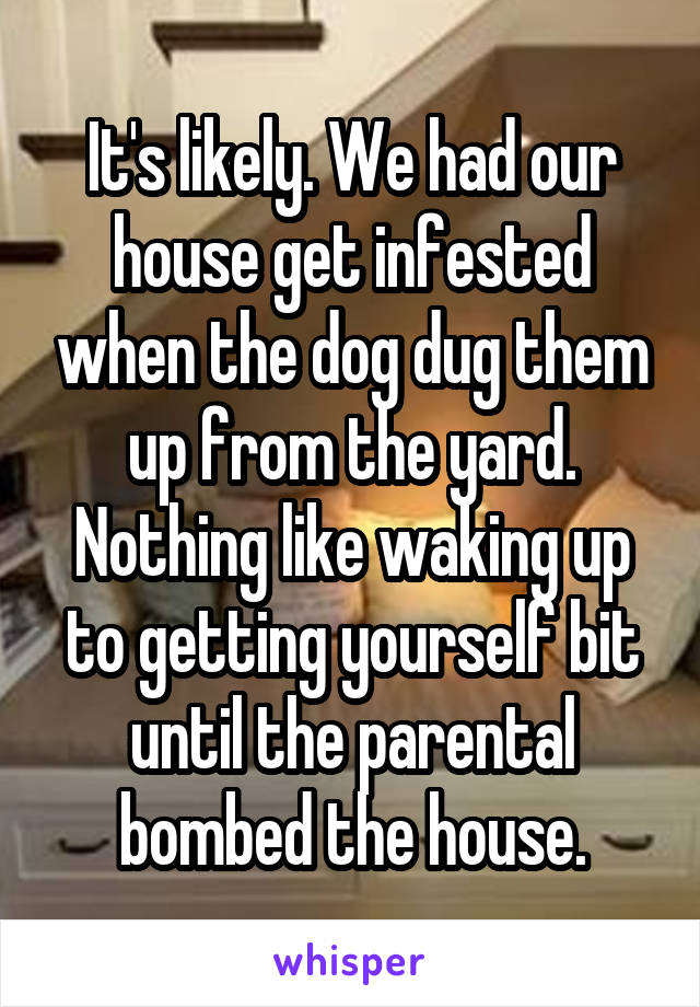 It's likely. We had our house get infested when the dog dug them up from the yard. Nothing like waking up to getting yourself bit until the parental bombed the house.