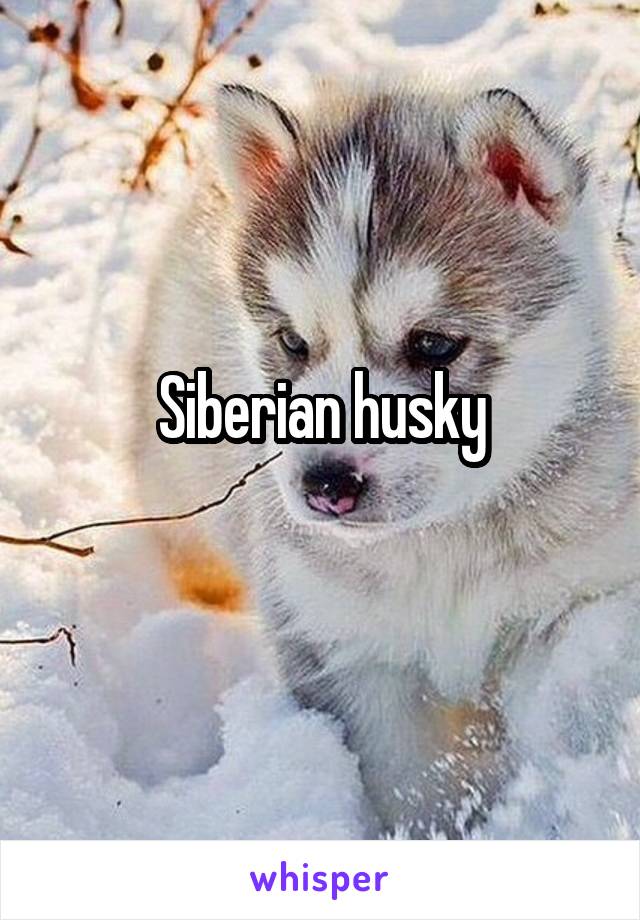 Siberian husky
