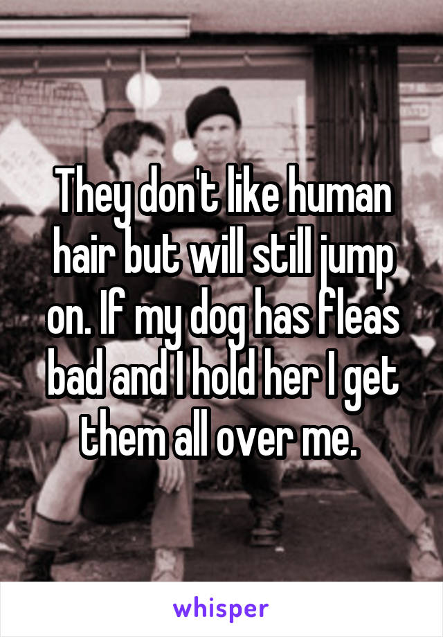 They don't like human hair but will still jump on. If my dog has fleas bad and I hold her I get them all over me. 