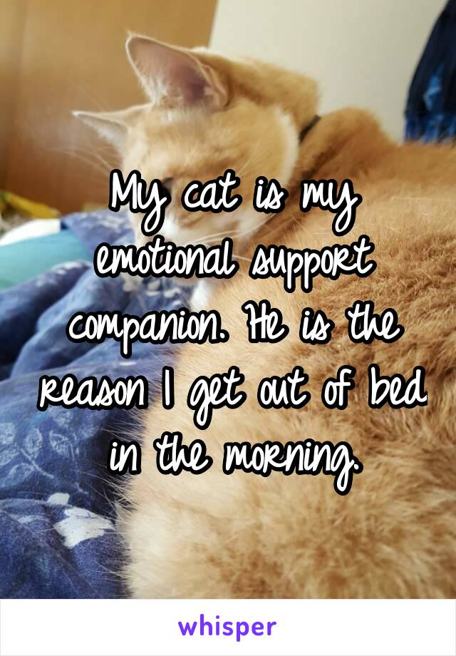 My cat is my emotional support companion. He is the reason I get out of bed in the morning.