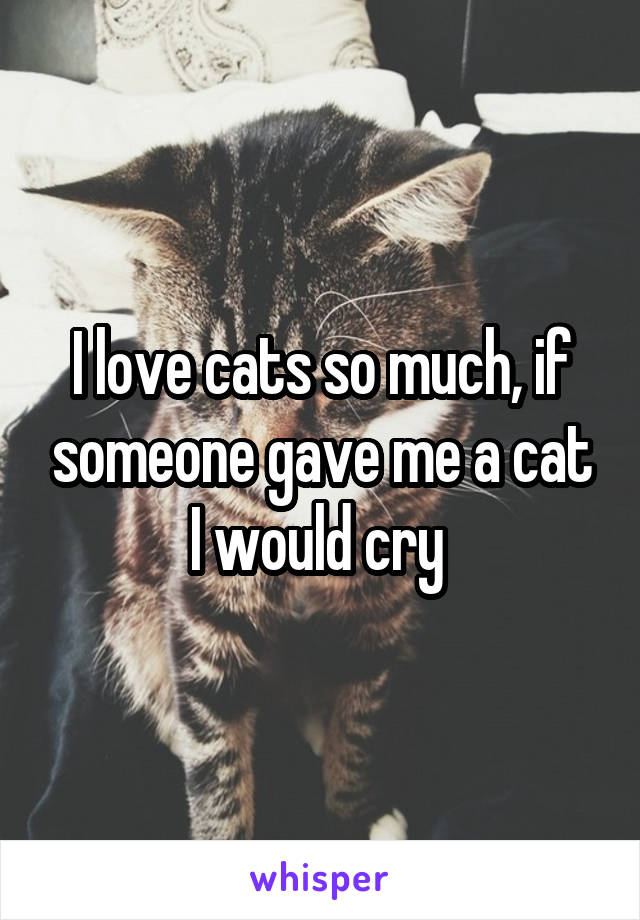 I love cats so much, if someone gave me a cat I would cry 