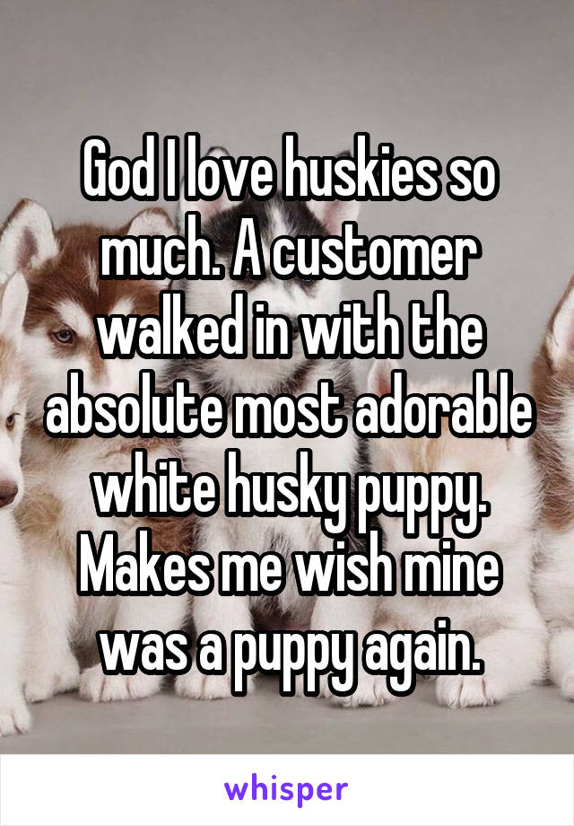 God I love huskies so much. A customer walked in with the absolute most adorable white husky puppy. Makes me wish mine was a puppy again.
