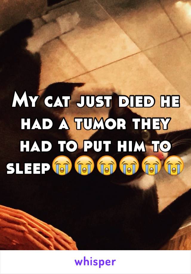 My cat just died he had a tumor they had to put him to sleep😭😭😭😭😭😭