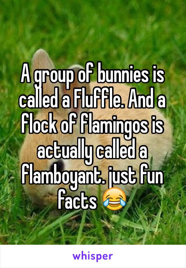 A group of bunnies is called a Fluffle. And a flock of flamingos is actually called a flamboyant. just fun facts 😂