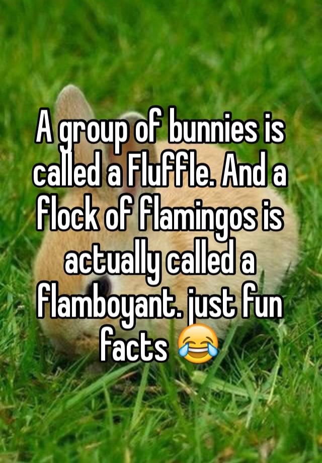 a-group-of-bunnies-is-called-a-fluffle-and-a-flock-of-flamingos-is