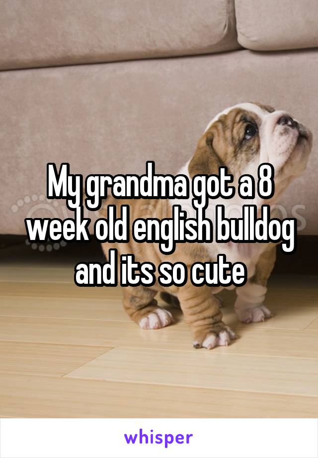 My grandma got a 8 week old english bulldog and its so cute