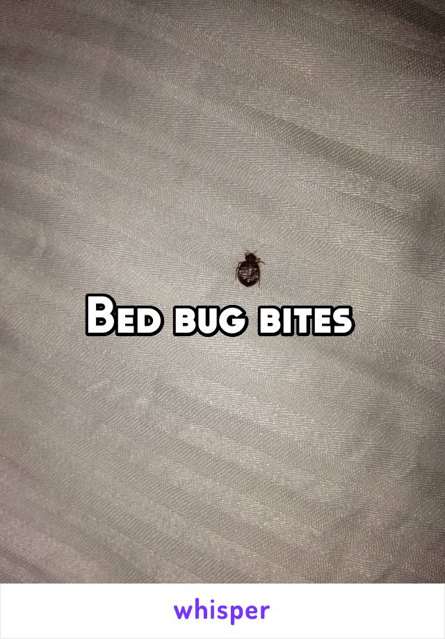 Bed bug bites 