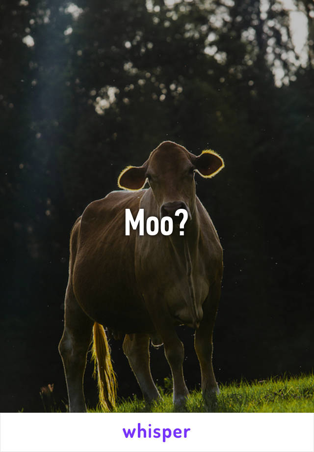 Moo?