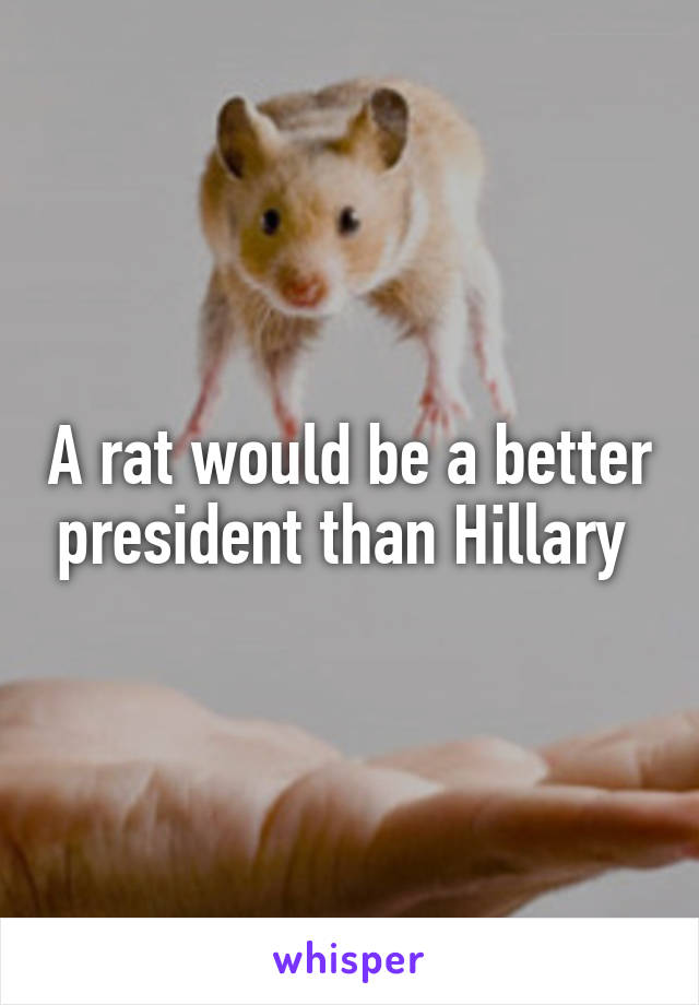 A rat would be a better president than Hillary 