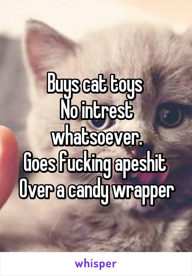 Buys cat toys 
No intrest whatsoever.
Goes fucking apeshit 
Over a candy wrapper